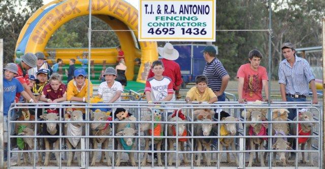 There are plenty of sheep and helpers to get them ready