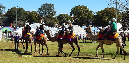 Camel Rides