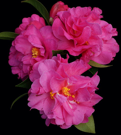 Pinktastic Hybrid Camellia