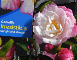 irresistible-camellia