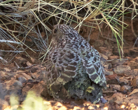 night-parrot-fledgling_credit-james-watson