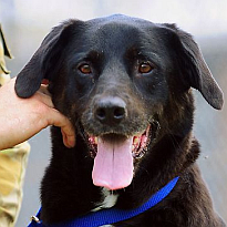 Remembering Our War Dogs